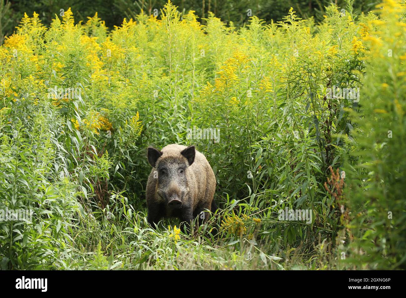 Wild boar (Sus scrofa) cache secured between flowering tall goldenrod (Solidago gigantea) Allgaeu, Bavaria, Germany Stock Photo