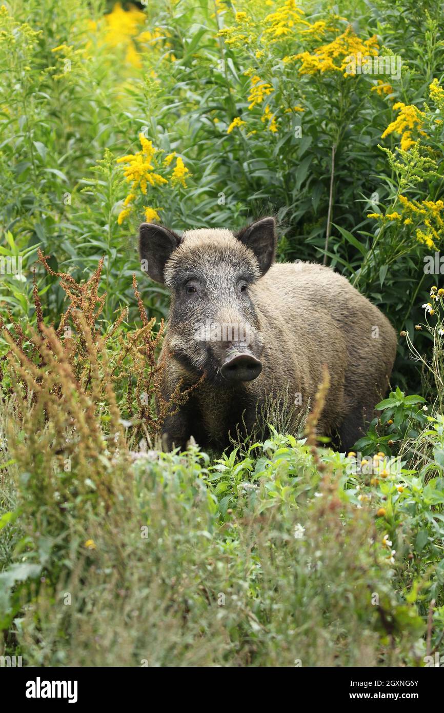 Wild boar (Sus scrofa) cache secured between flowering tall goldenrod (Solidago gigantea) Allgaeu, Bavaria, Germany Stock Photo