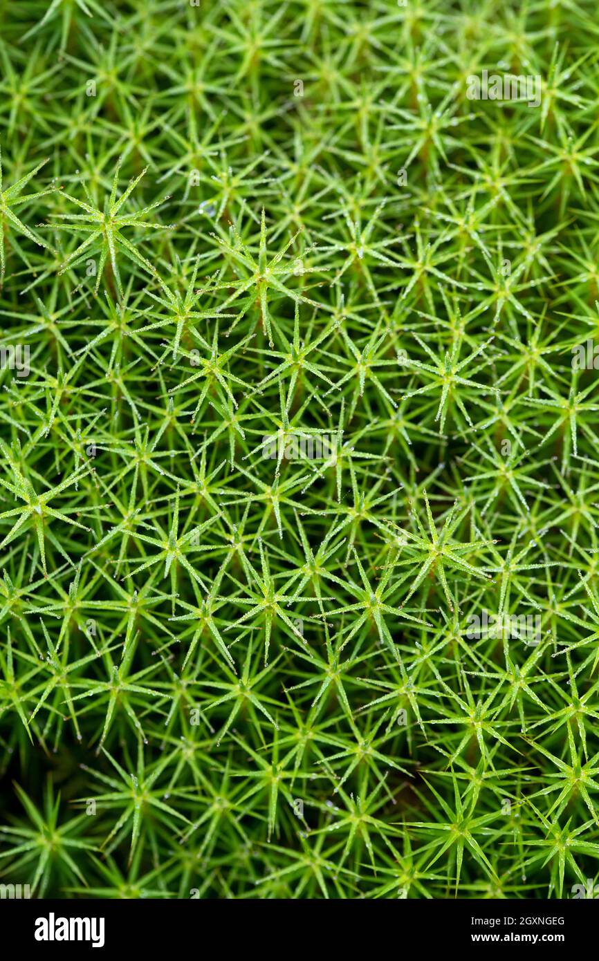 Polytrichum (Polytrichum), close-up from above, Esterweger Dose, Lower Saxony, Germany Stock Photo