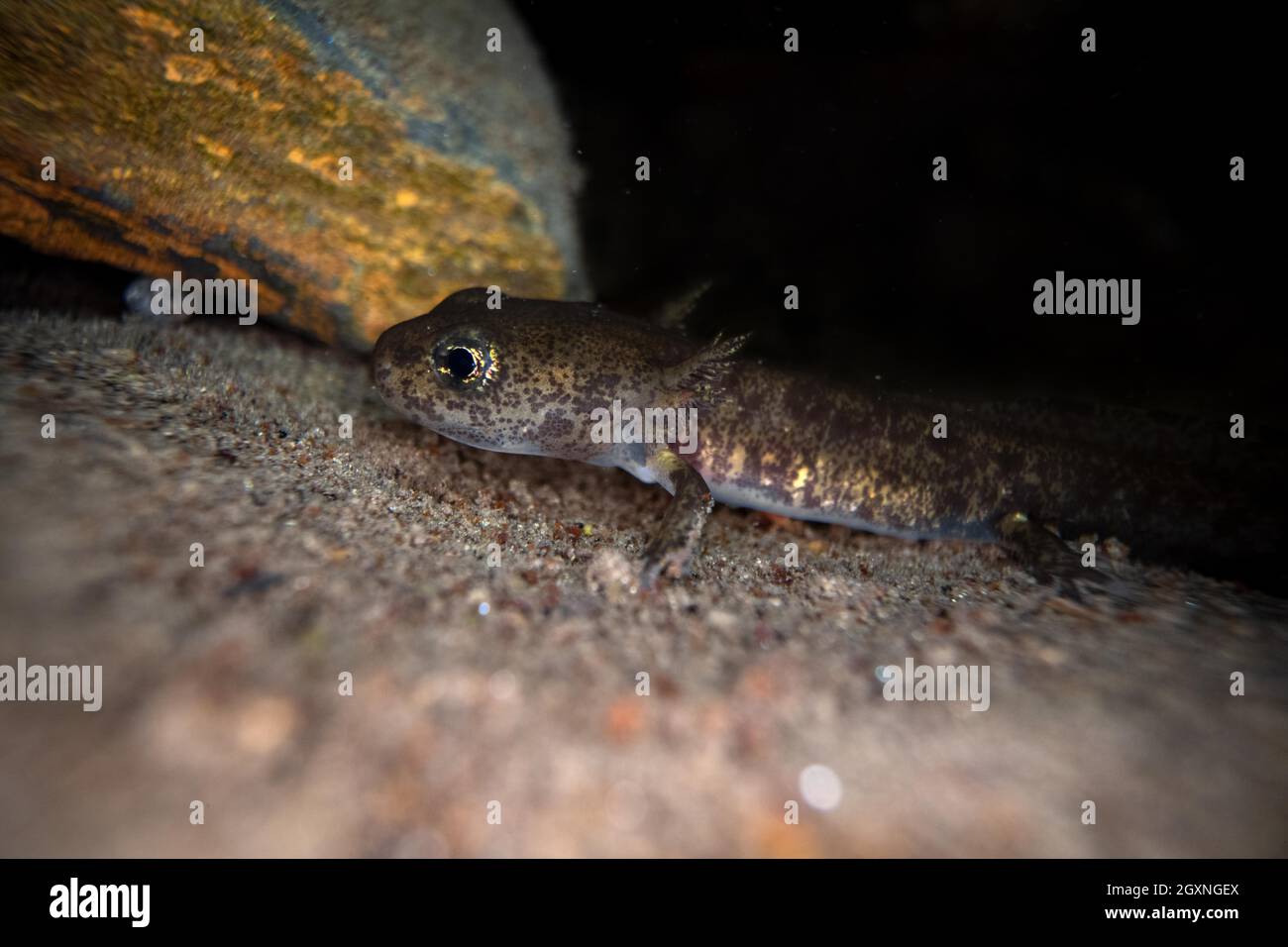 Fire salamander (Salamandra salamandra), larva on stone at the bottom