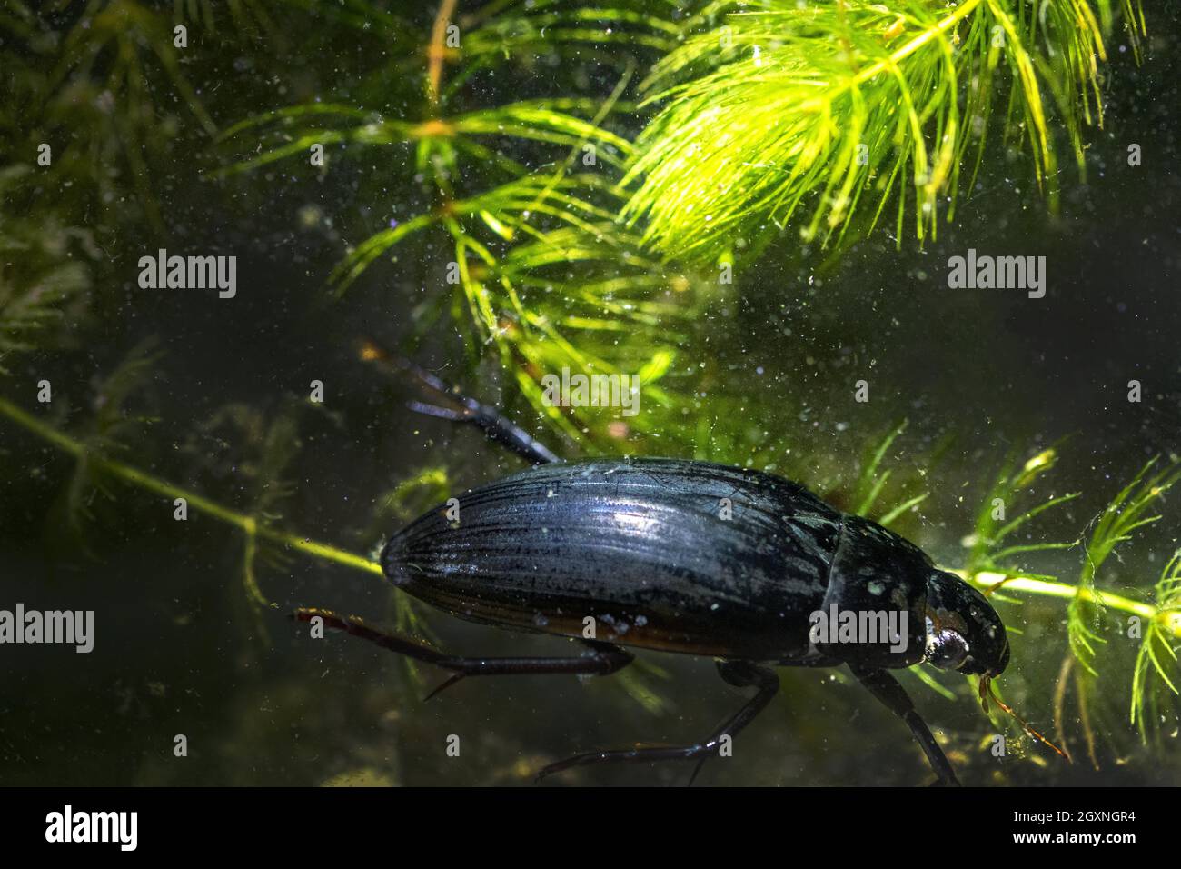 Great Silver Water Beetles (Hydrophilus piceus), swimming between water