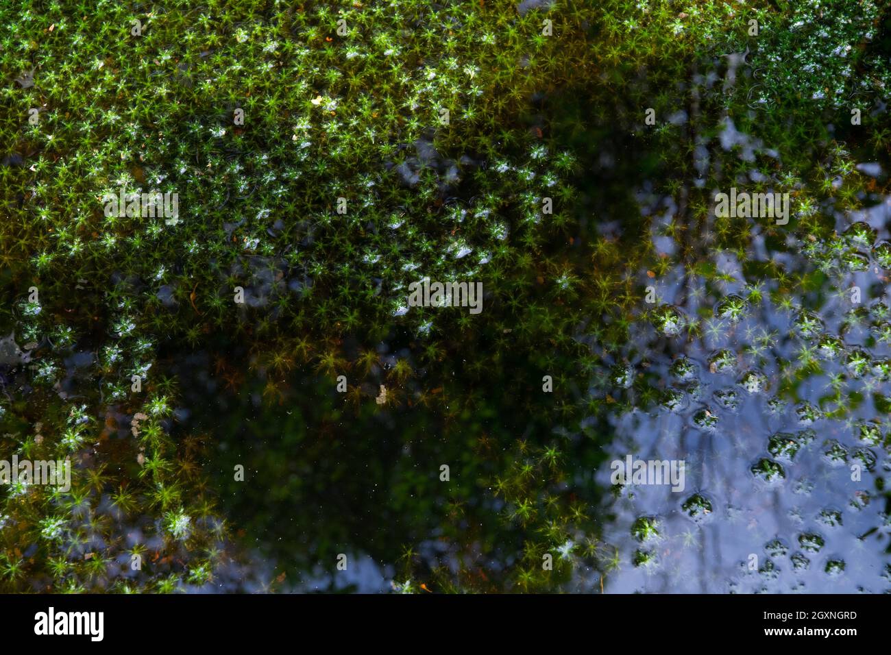 Peat mosses (Sphagnum), half in the shade half in the sun, from above, Neustaedter Moor, Lower Saxony, Germany Stock Photo