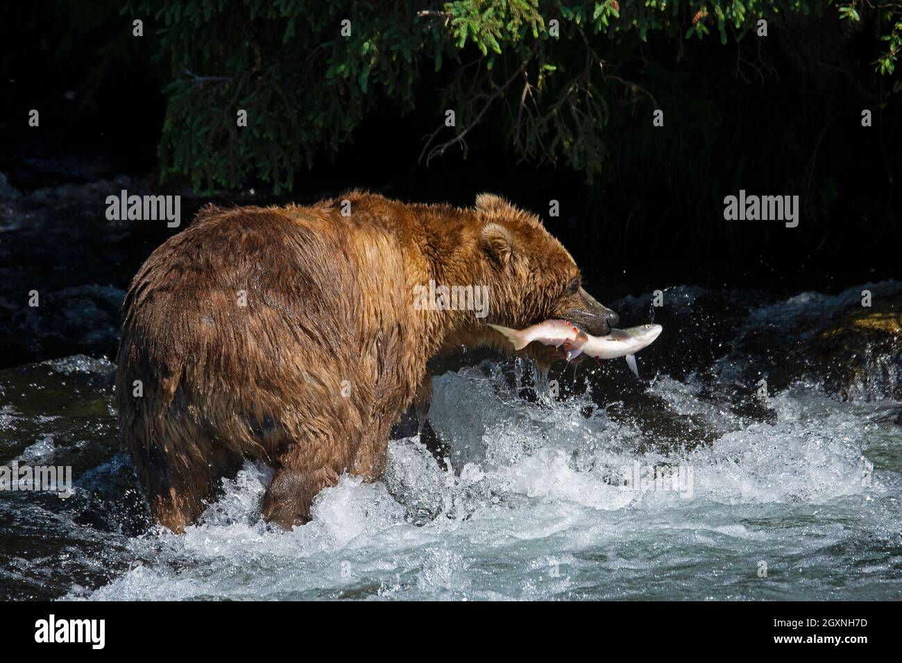 Brown bear, Ursus arctos, fishing sockeye salmon at  Brooks Falls, Katmai National Park and Preserve, Alaska, USA Stock Photo