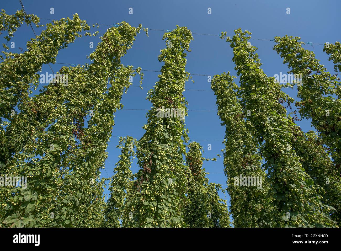 Hop cultivation, Common hop (Humulus), Bavaria, Germany Stock Photo