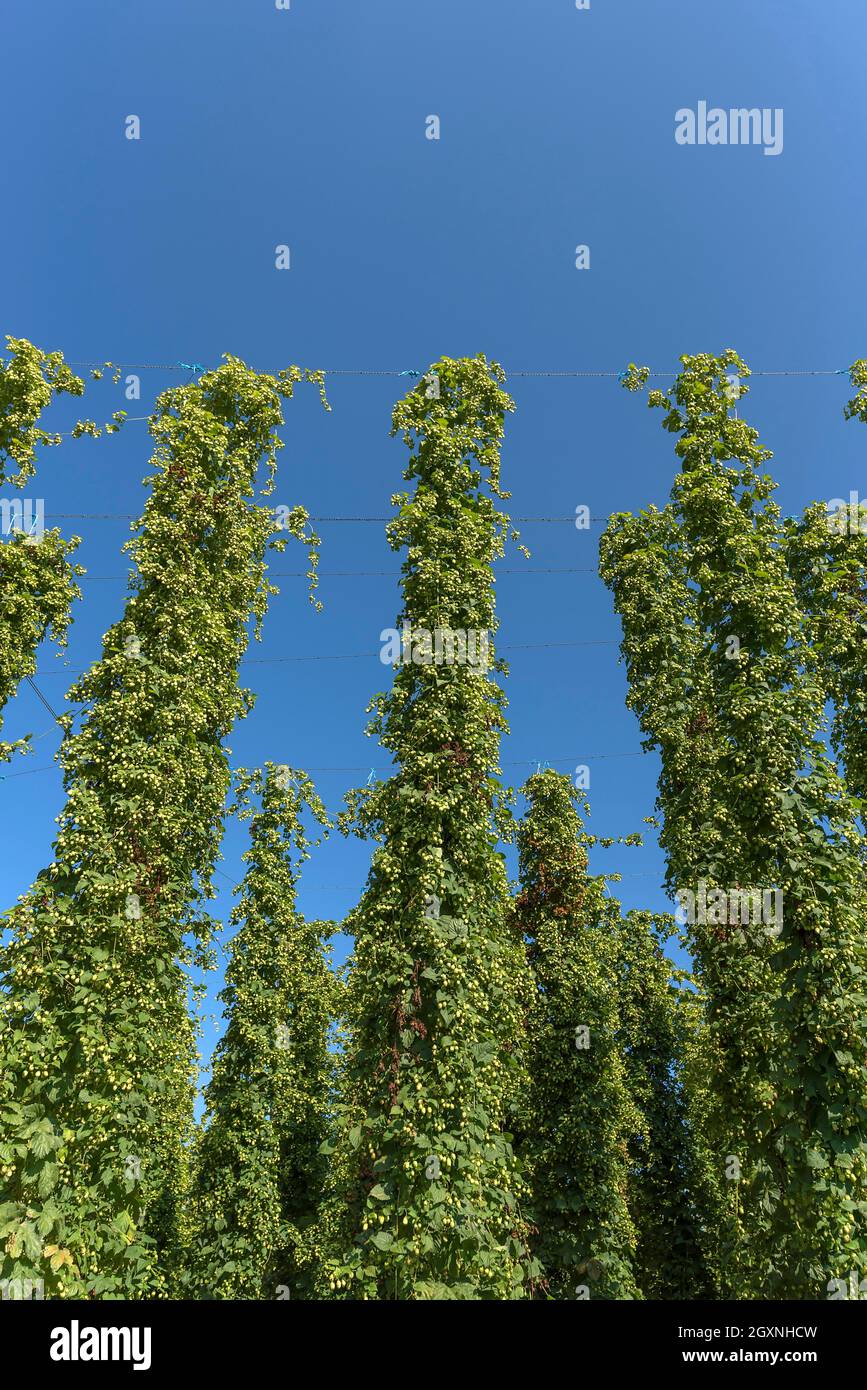 Hop (Humulus) cultivation, Bavaria, Germany Stock Photo