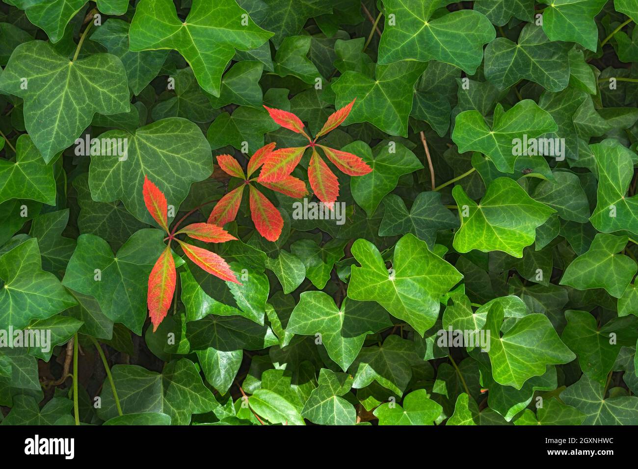 Common ivy (Hedera helix) and red leaves, Bavaria, Germany Stock Photo