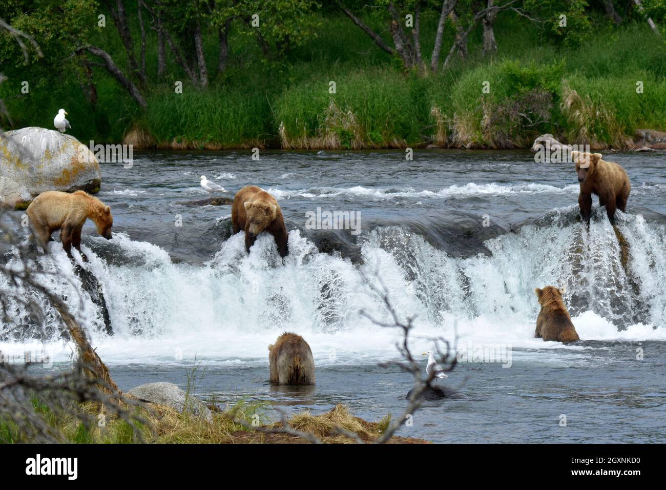 Brown bears, Ursus arctos, fishing sockeye salmon at Brooks Falls, Katmai National Park and Preserve, Alaska, USA Stock Photo