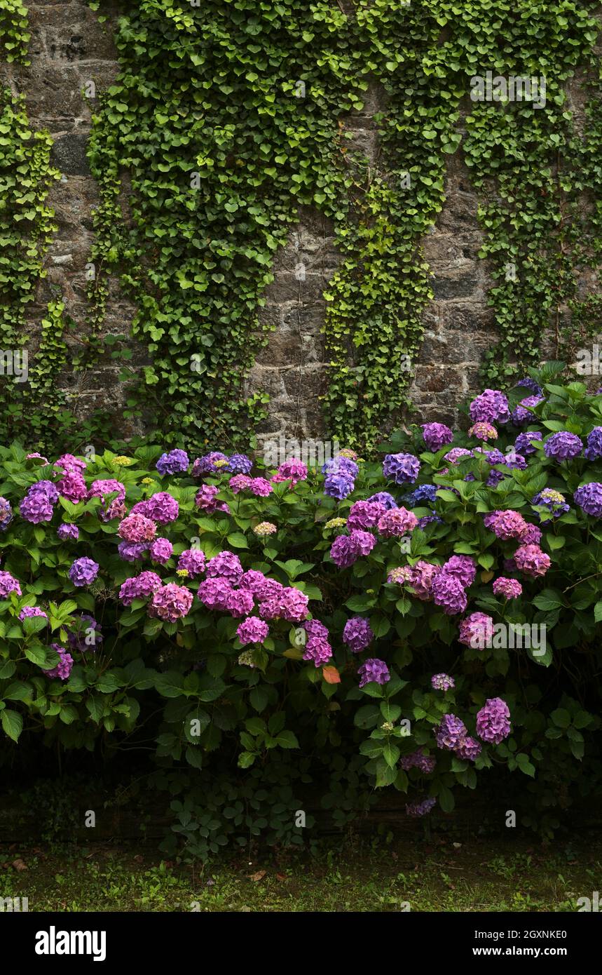 Hortensias (Hydrangea) and ivy on a wall, Cotes-d'Armor, Brittany, France Stock Photo