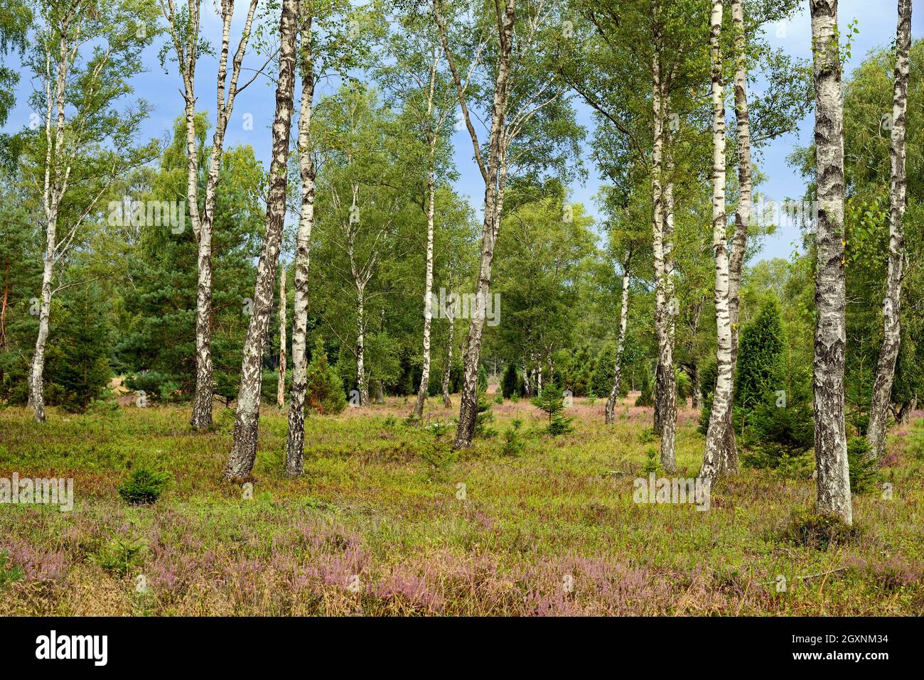 Heathland, Oberoher Heide, Birches (Betula) and Spruces (Picea) at the edge of the flowering broom heath (Calluna Vulgaris), Suedheide nature Park Stock Photo