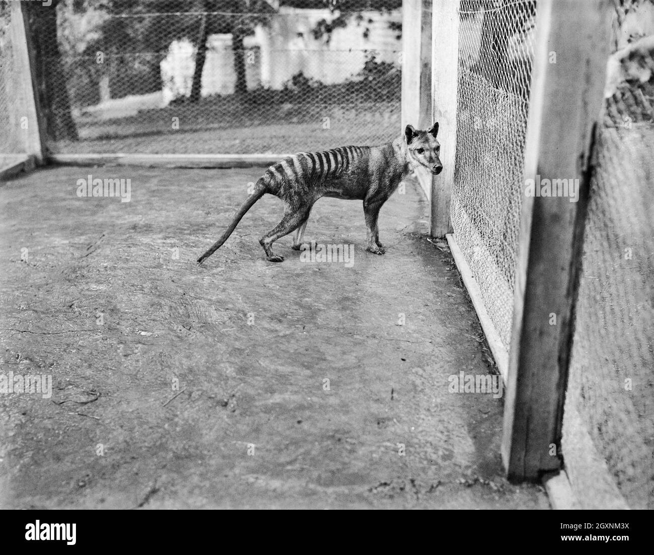 The Thylacine, or Tasmanian Wolf Stock Photo