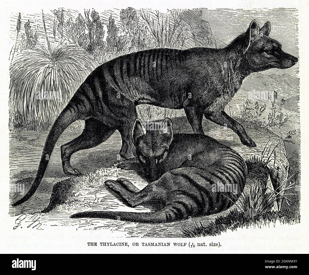 Thylacine, Plat XXIV Stock Photo