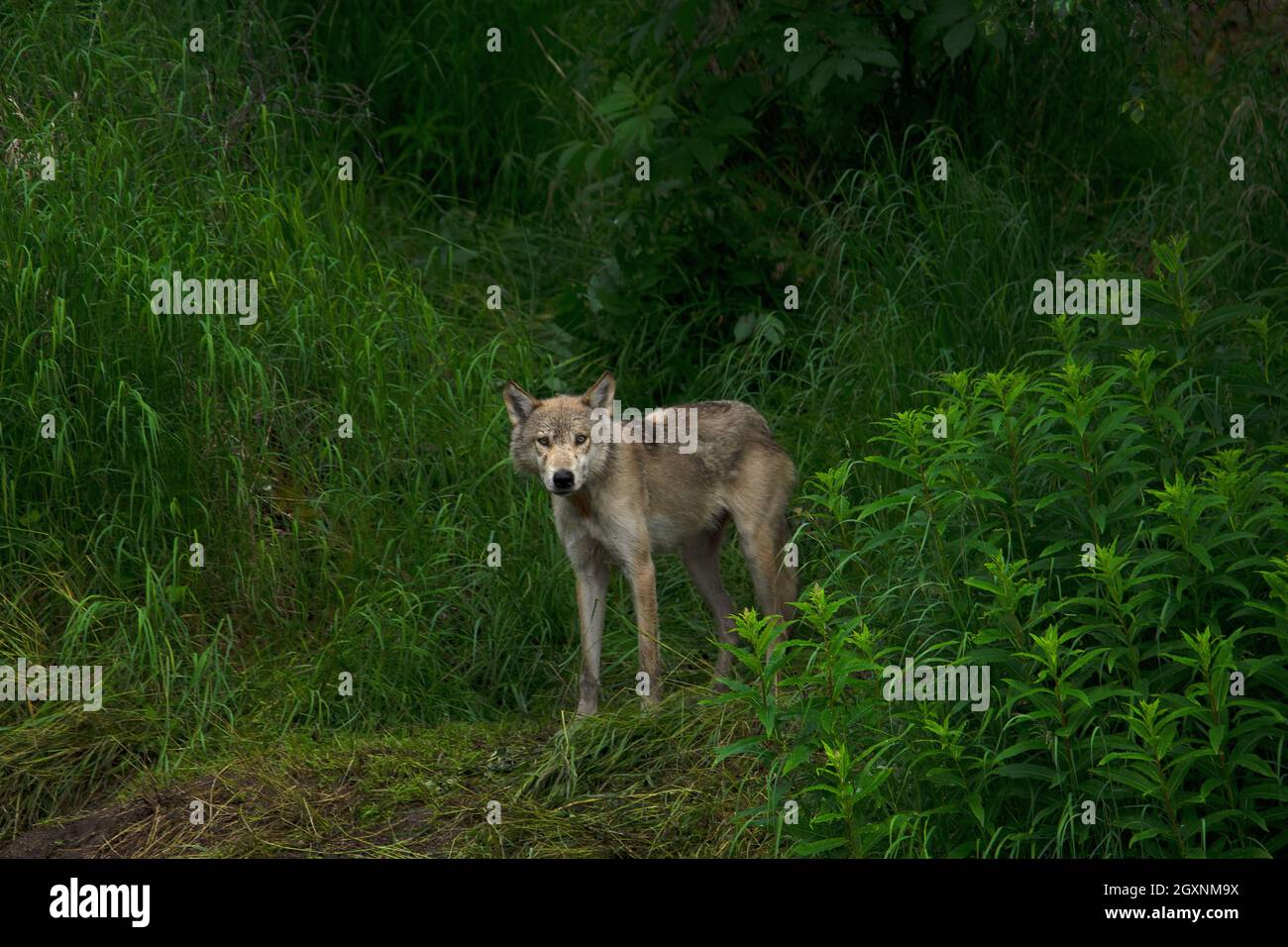Gray wolf or amaguk, Canis lupus, by Brooks River, Katmai National Park and Preserve, Alaska, USA Stock Photo