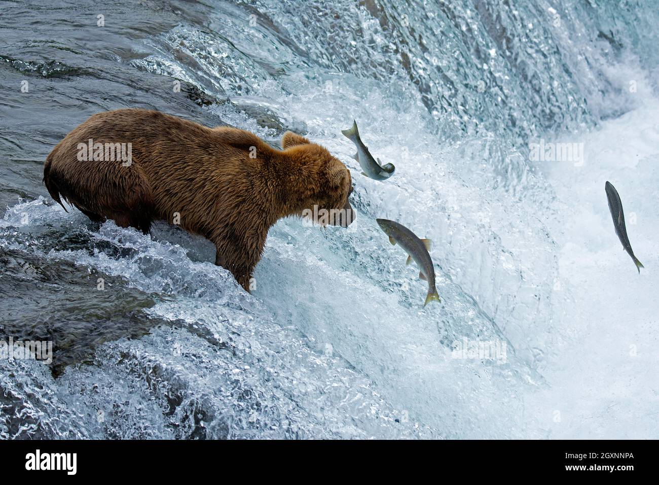Brown bear, Ursus arctos, fishing sockeye salmon at the top of Brooks Falls, Katmai National Park and Preserve, Alaska, USA Stock Photo