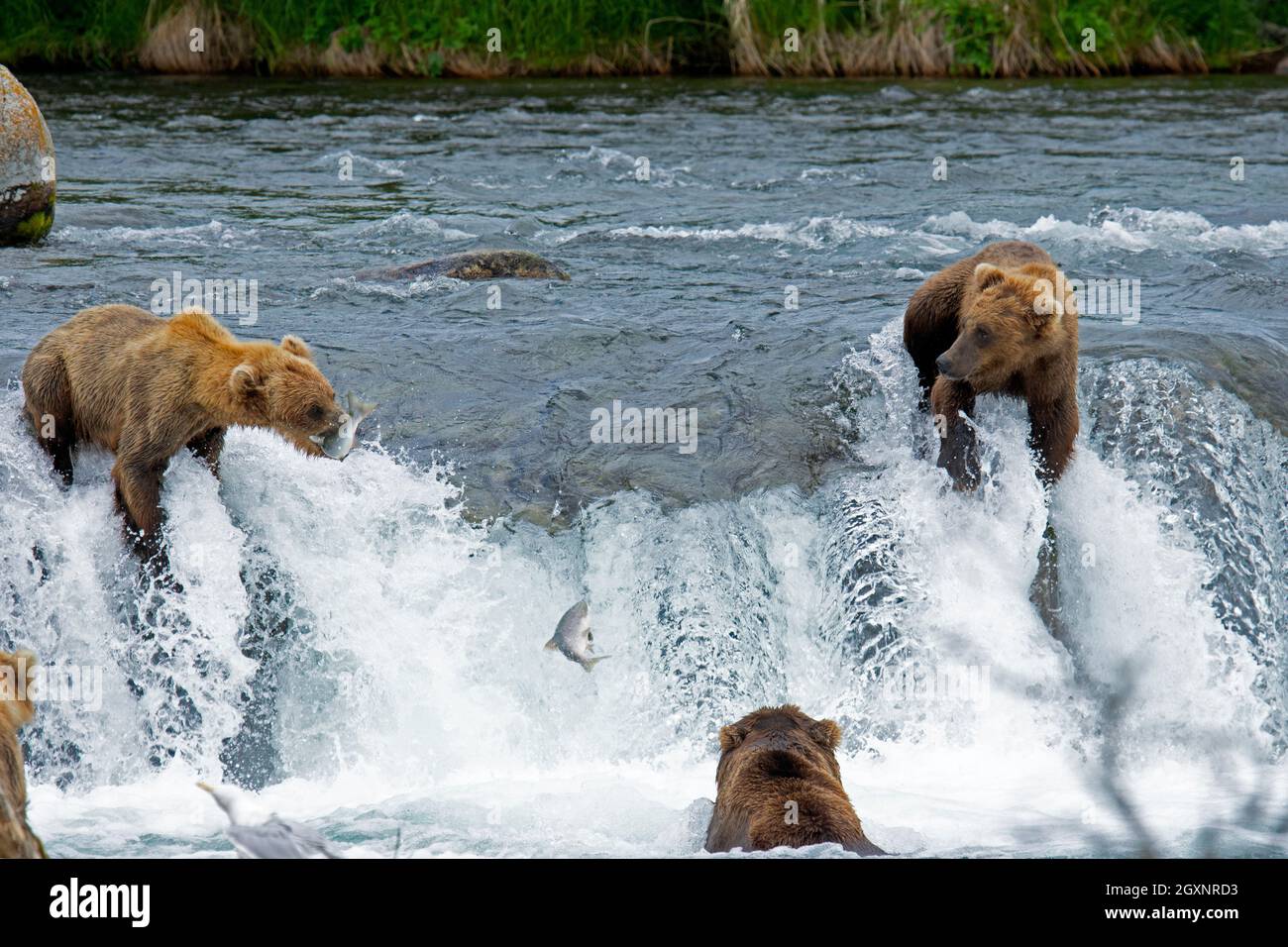 Brown bears, Ursus arctos, fishing sockeye salmon at the top of Brooks Falls, Katmai National Park and Preserve, Alaska, USA Stock Photo