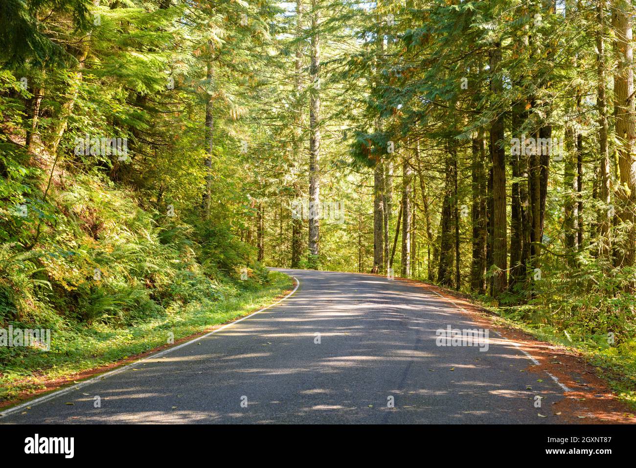 A quiet backroad passes through a green landscape of a mixed forest and lush ferns with white lines edging the roadway Stock Photo