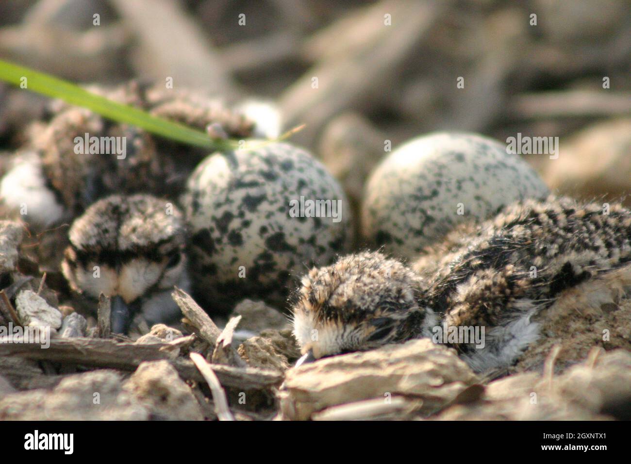 Two newly hatched baby birds find their way around a nest with two eggs remaining Stock Photo