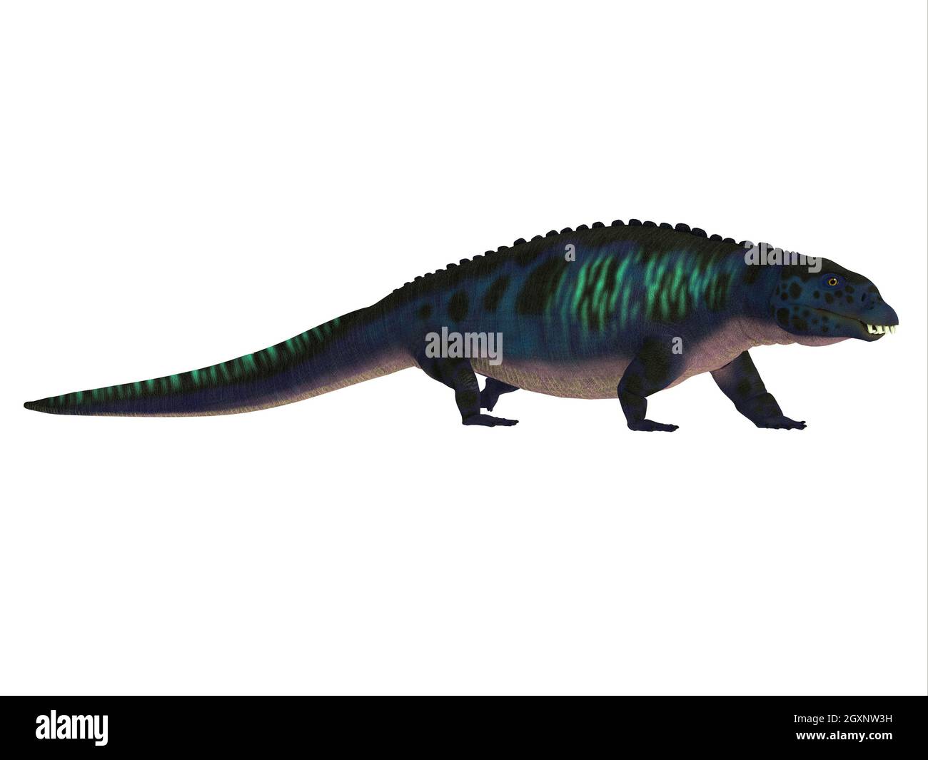 Placodus was a carnivorous marine reptile that lived during the Triassic Period Of Europe and China. Stock Photo