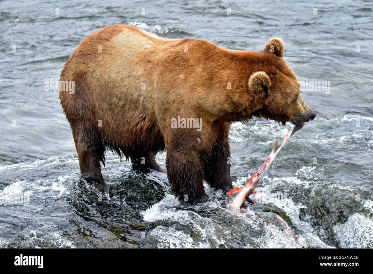 Brown bear, Ursus arctos, eating sockeye salmon at the top of Brooks Falls, Katmai National Park and Preserve, Alaska, USA Stock Photo