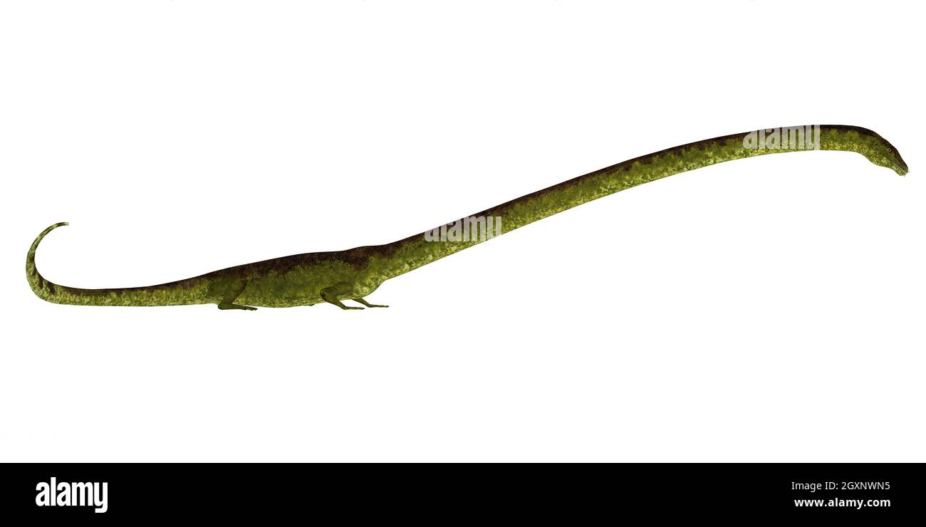 Tanystropheus was a carnivorous semi-aquatic marine reptile that lived in Europe and the Middle East during the Triassic Period. Stock Photo