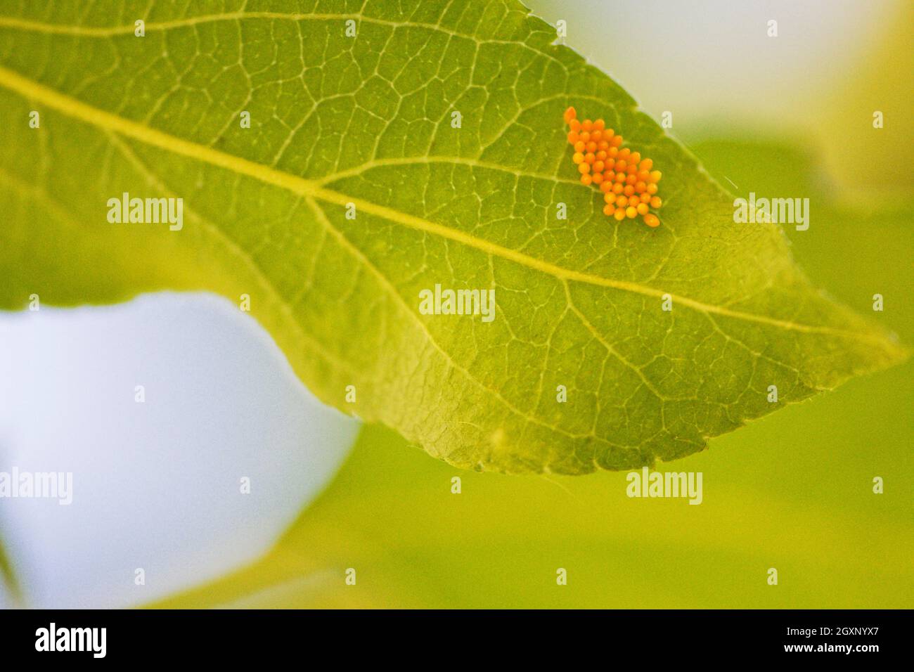 Darkling beetle eggs hires stock photography and images Alamy