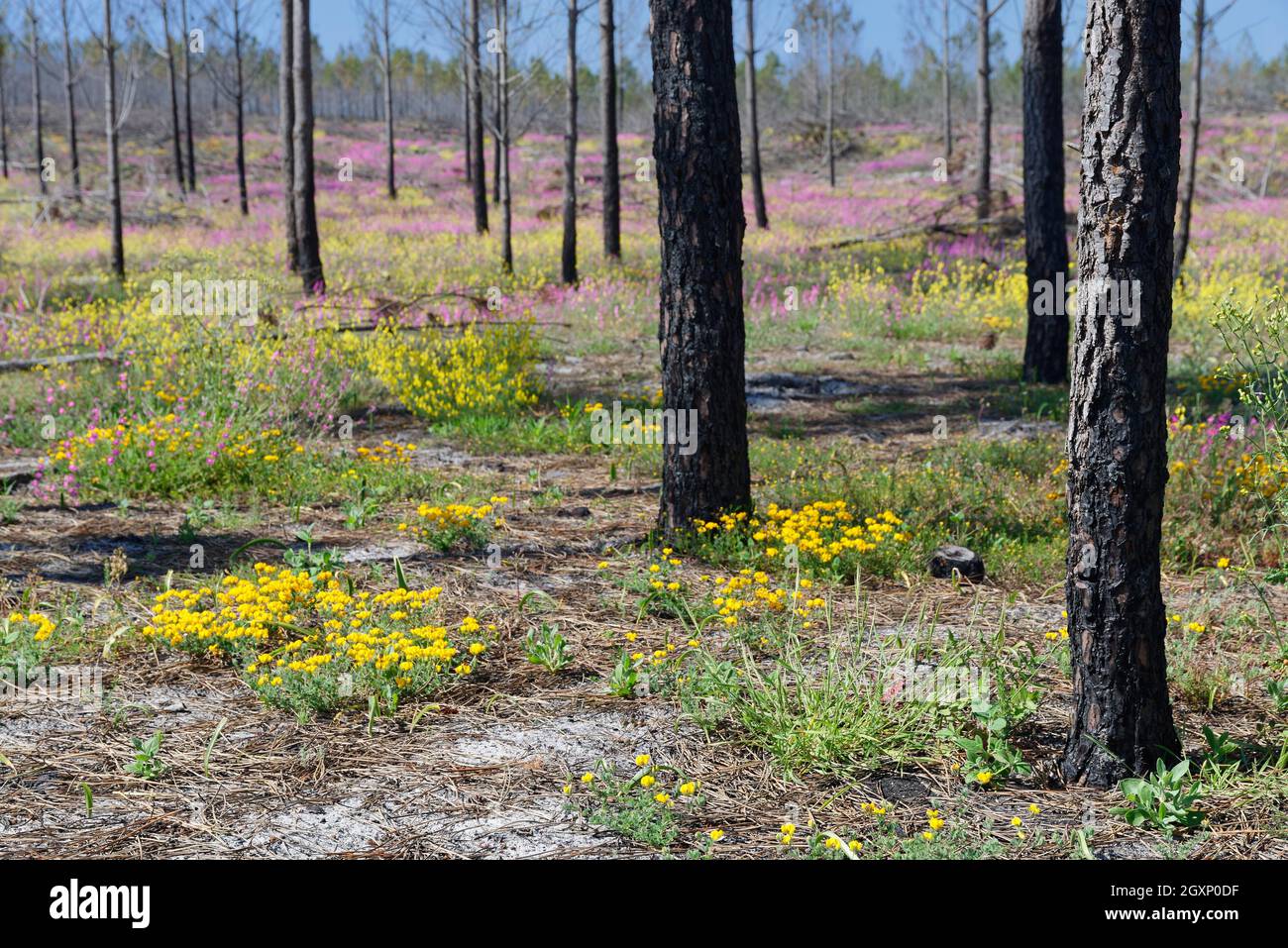 Former forest fire area, near Nazare, Regiao do Centro, pine (Pinus), Portugal Stock Photo