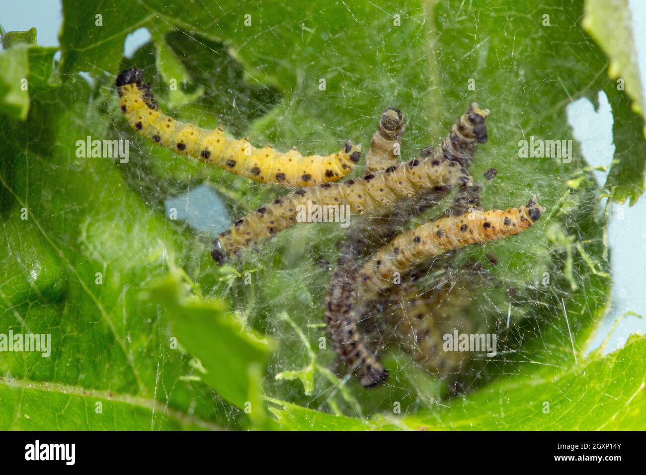 Ermine moth caterpillars hi-res stock photography and images - Alamy