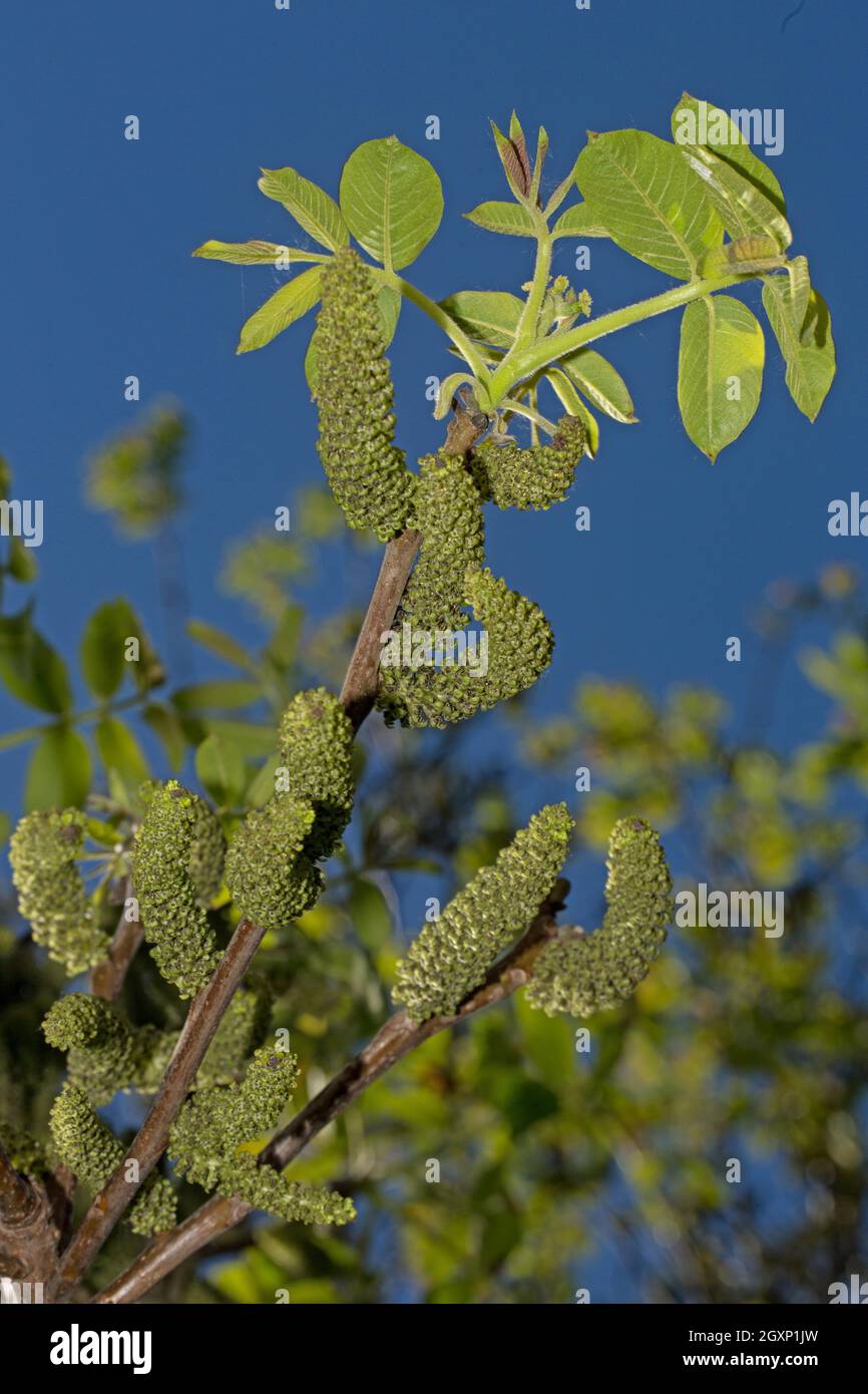 Persian walnut (Juglans regia), english walnut Stock Photo Alamy