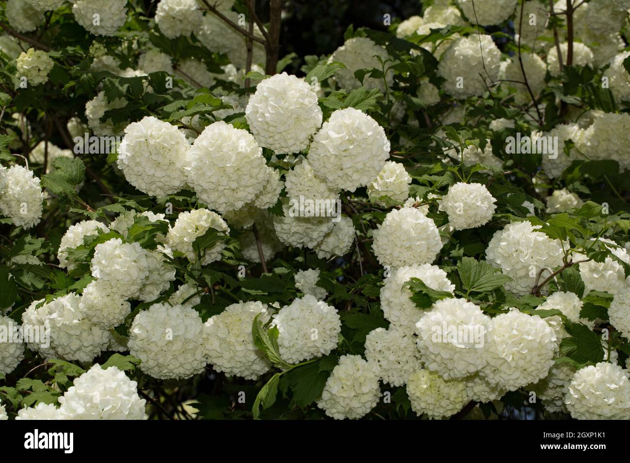 Chinese snowball (Viburnum macrocephalum Stock Photo Alamy