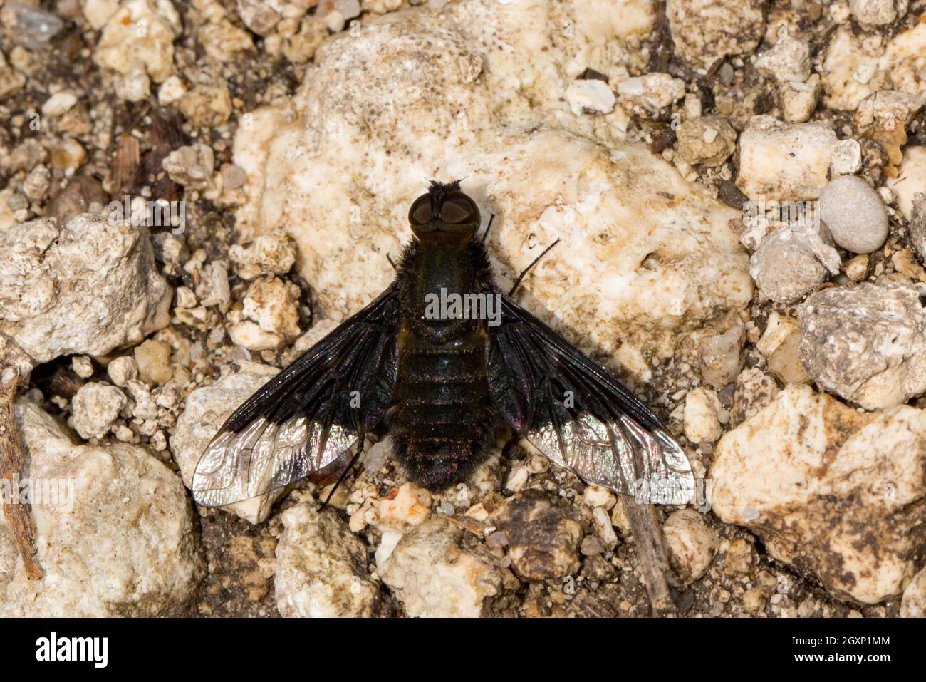 Bee (Hemipenthes morio) fly Stock Photo