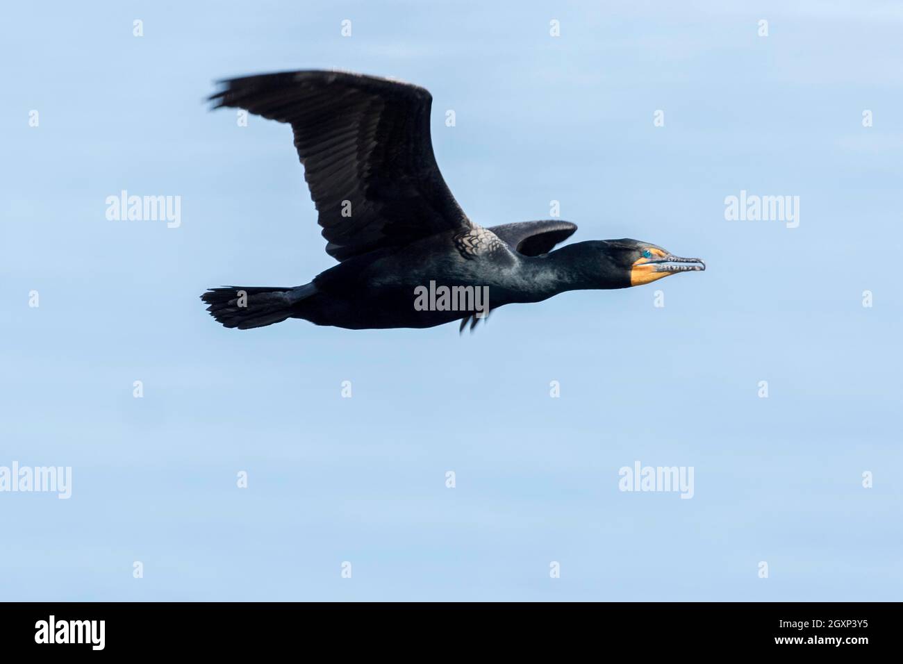 Doublecrested Cormorant (Phalacrocorax auritus), Forillon National
