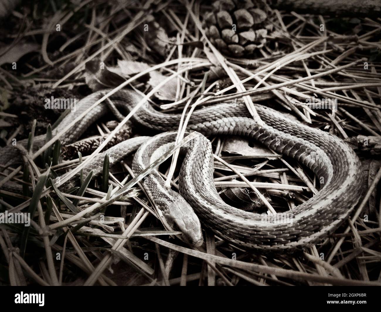 Black and white shot of a garter snake coiled in a nest of grass Stock Photo