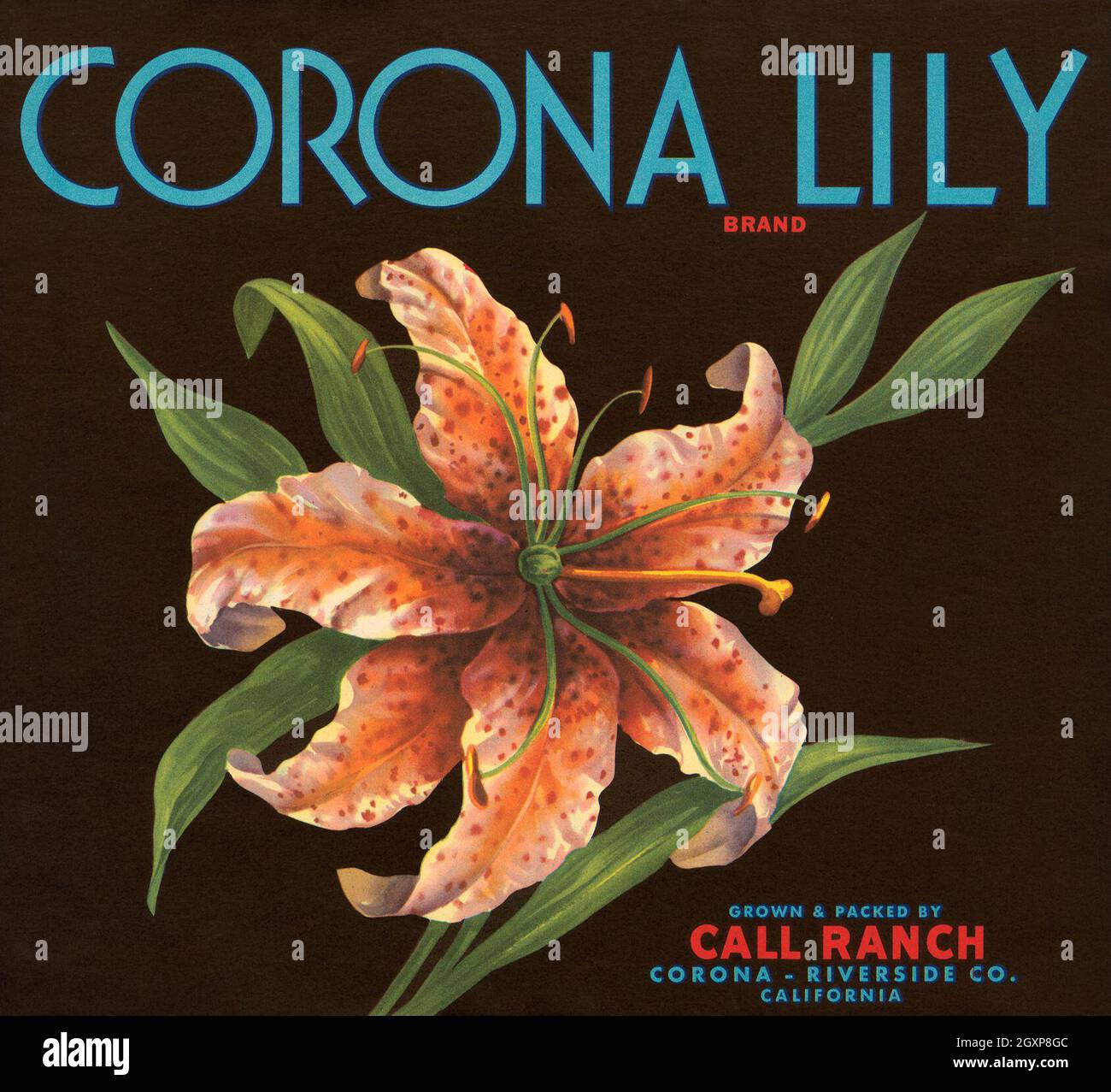 Corona Lily Brand Stock Photo