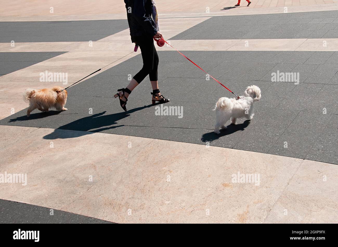 A woman walking her dogs in New York City. Stock Photo