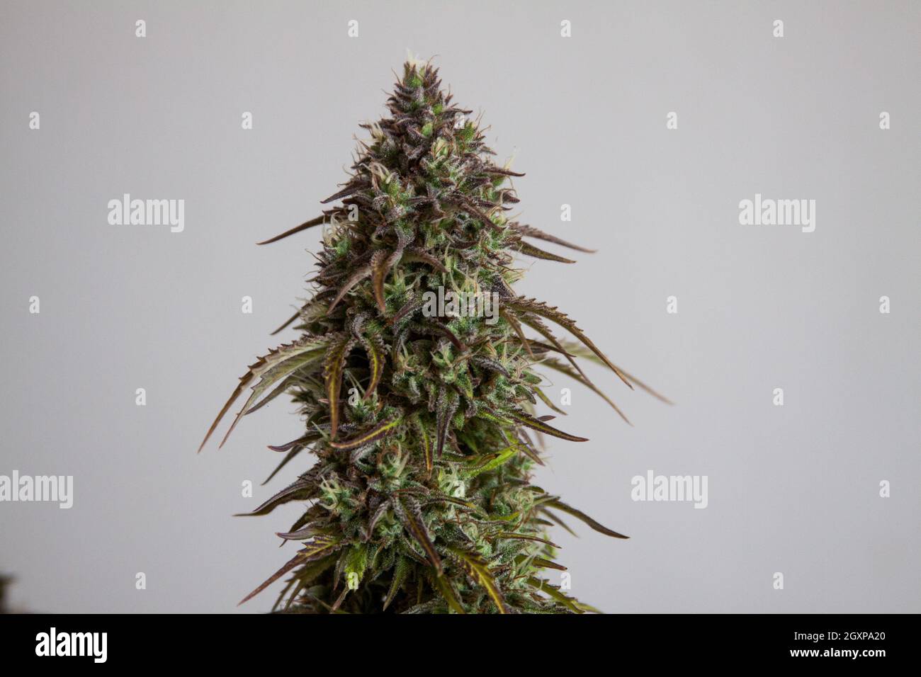 Marihuana female flower plant Stock Photo