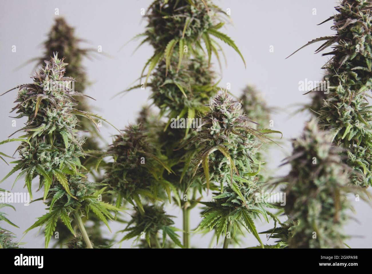 Marihuana female flower plant Stock Photo
