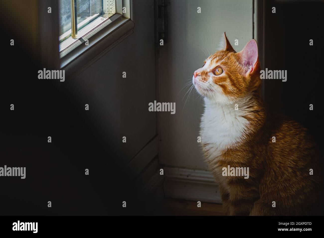 Close up of a domestic cat looking up - Stock Image