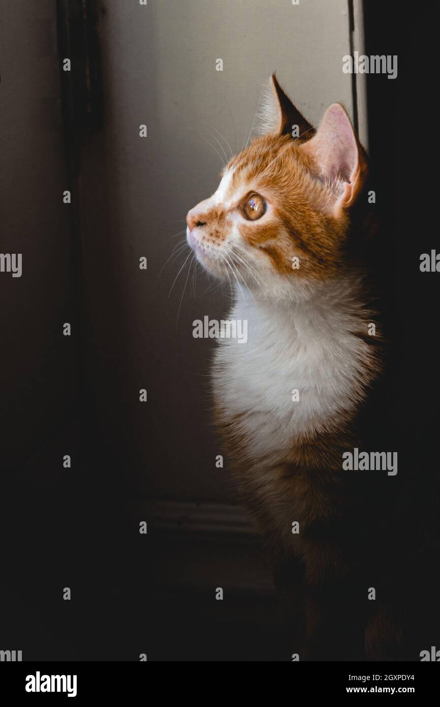 Close up of a domestic cat looking up - Stock Image