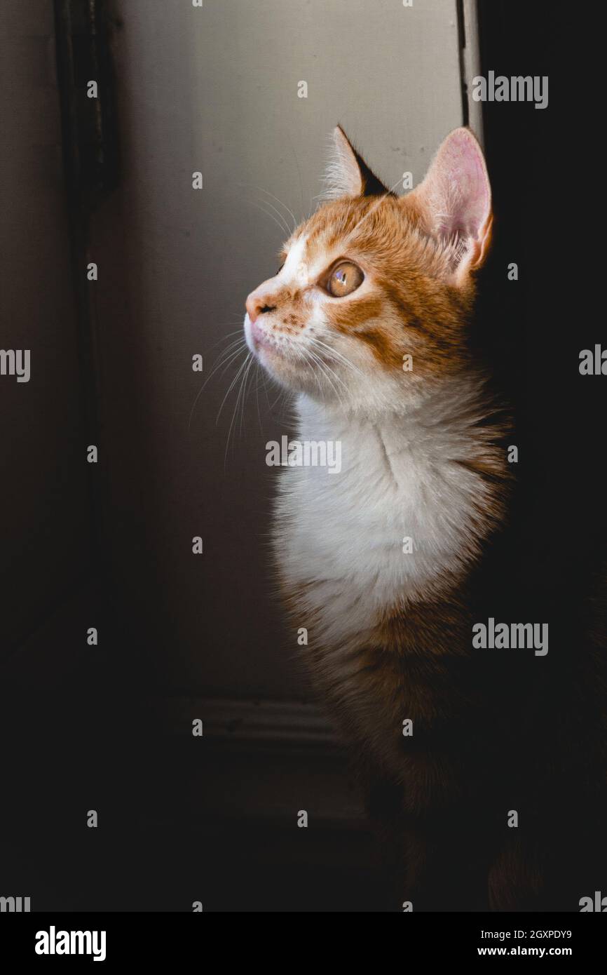 Close up of a domestic cat looking up - Stock Image