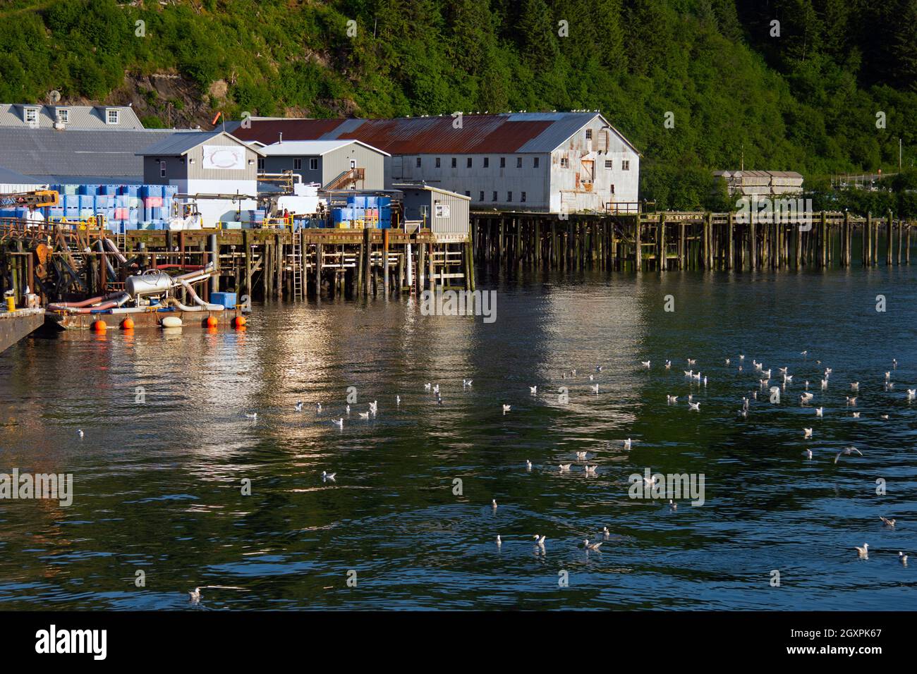 Glaucous winged gulls, Larus glaucescens, swim close to the piers at the port of Cordova, Alaska, USA Stock Photo