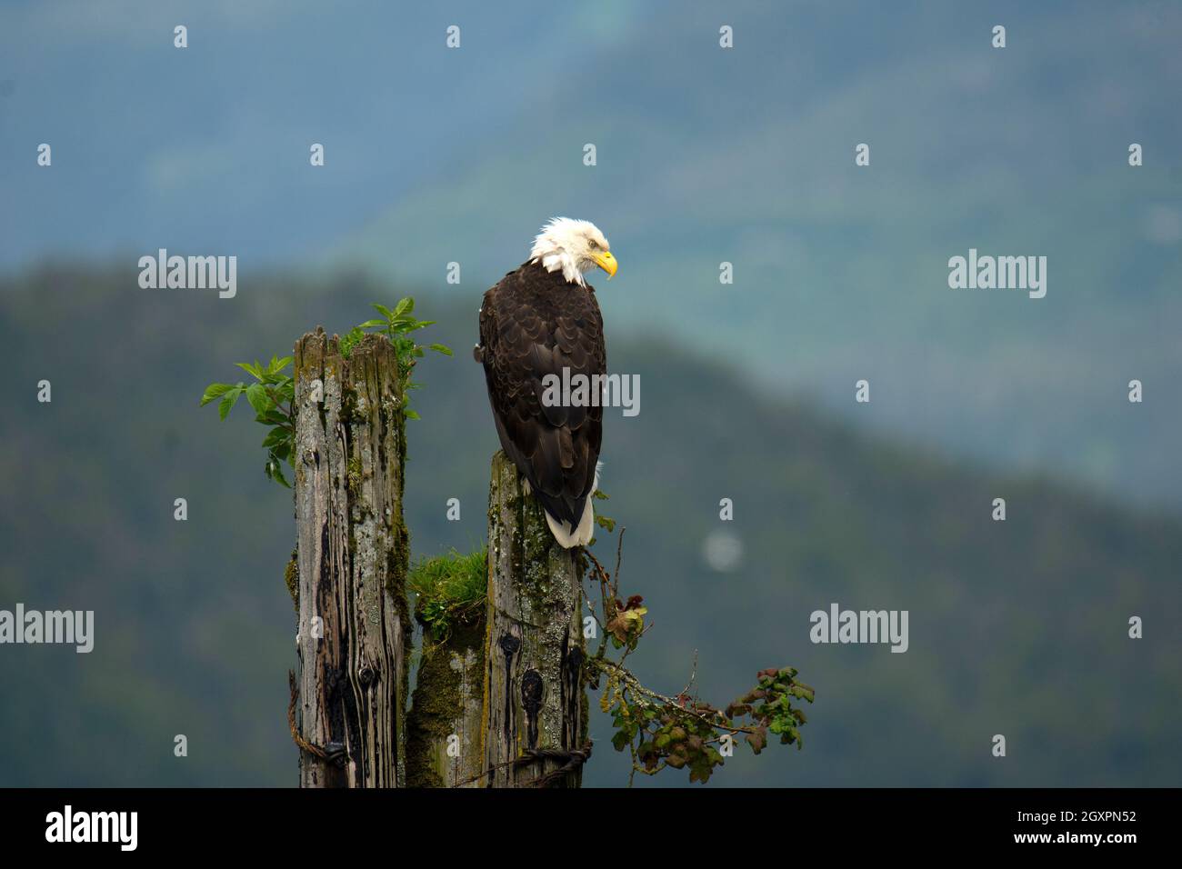 Bald eagle, Haliaeetus leucocephalus, Cordova, Alaska, USA Stock Photo