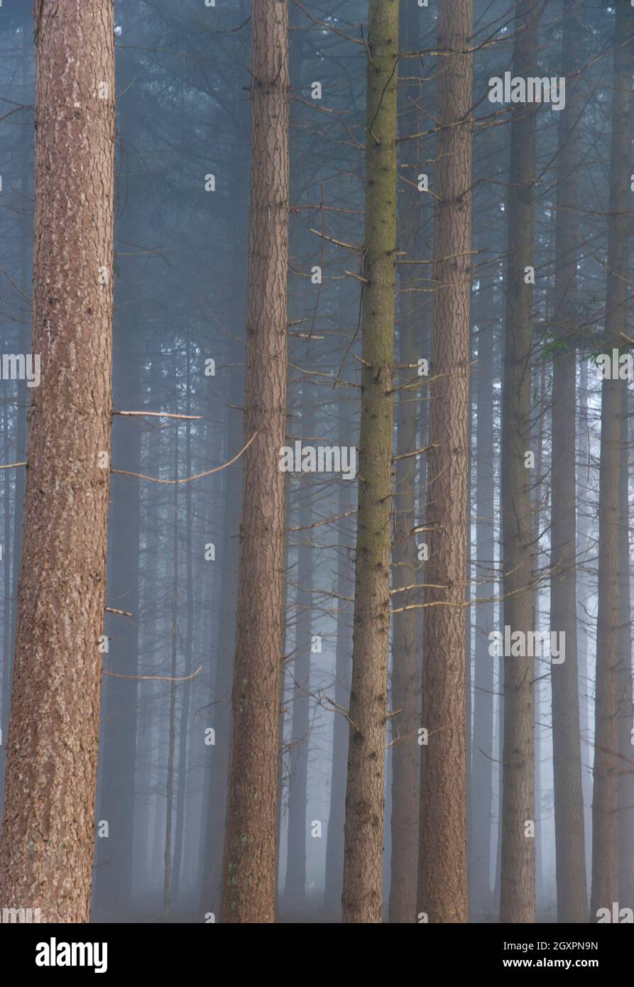 Trees in a dense forest in the mist Stock Photo - Alamy