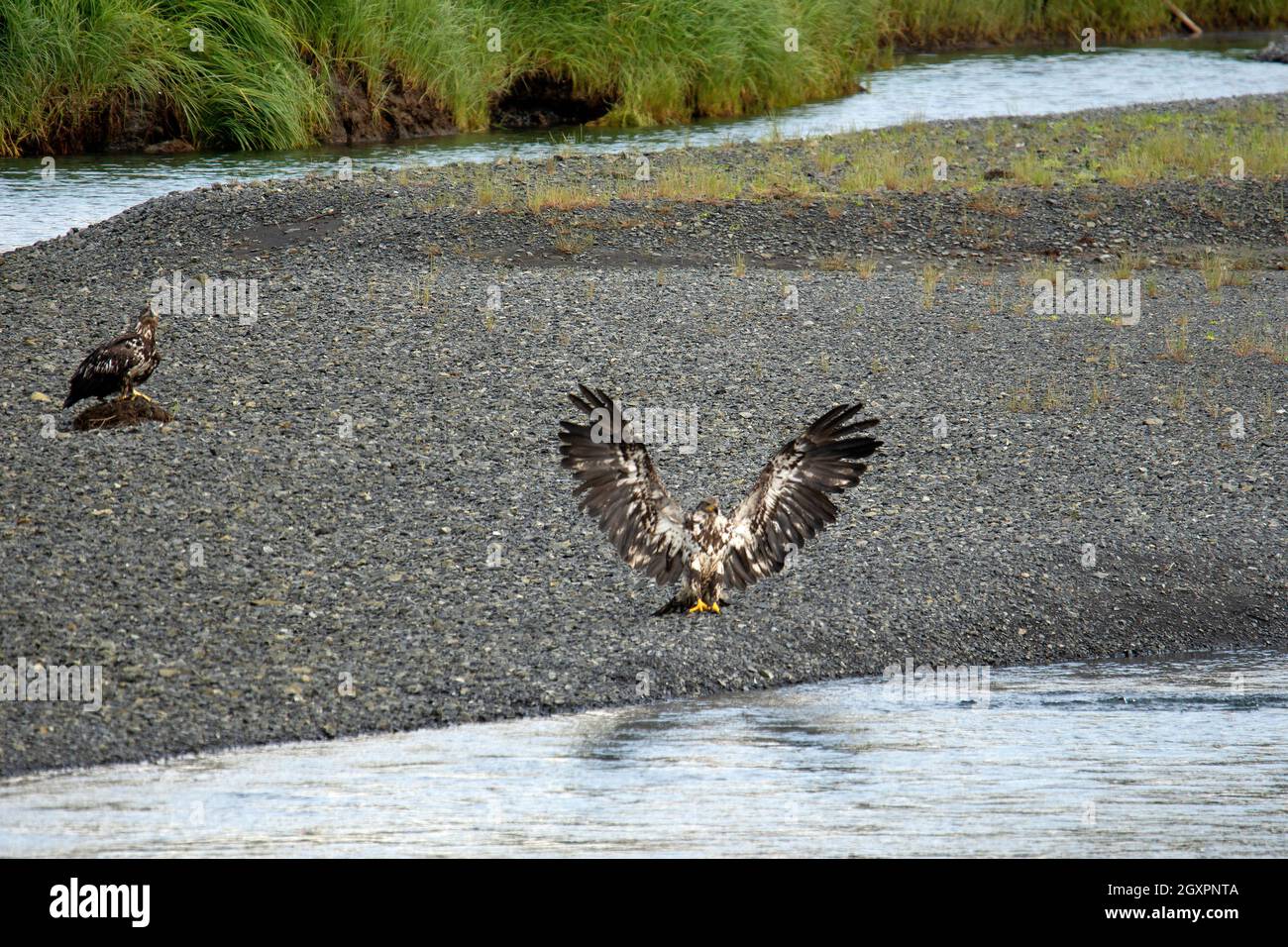 A pair of golden eagles, Aquila chrysaetos, by a river, Cordova, Alaska, USA Stock Photo