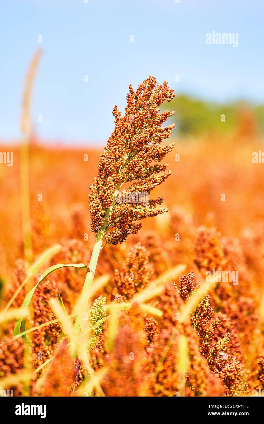 Millet and smart farmer grain close up Stock Photo Alamy
