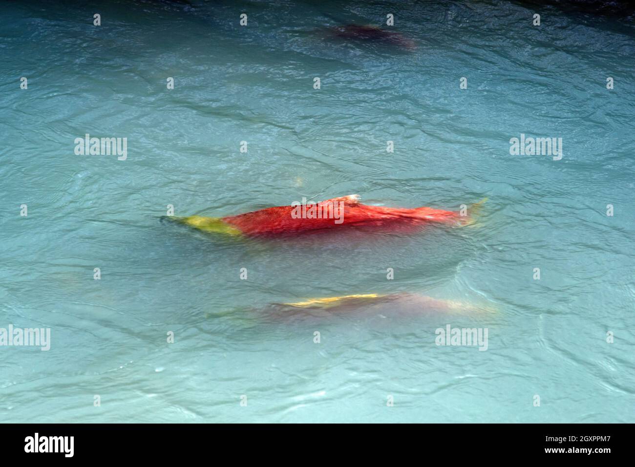 Red chinook salmons, Oncorhynchus tshawytscha, ready to spawn in the teal water of the Power Creek, Cordova, Alaska, USA Stock Photo