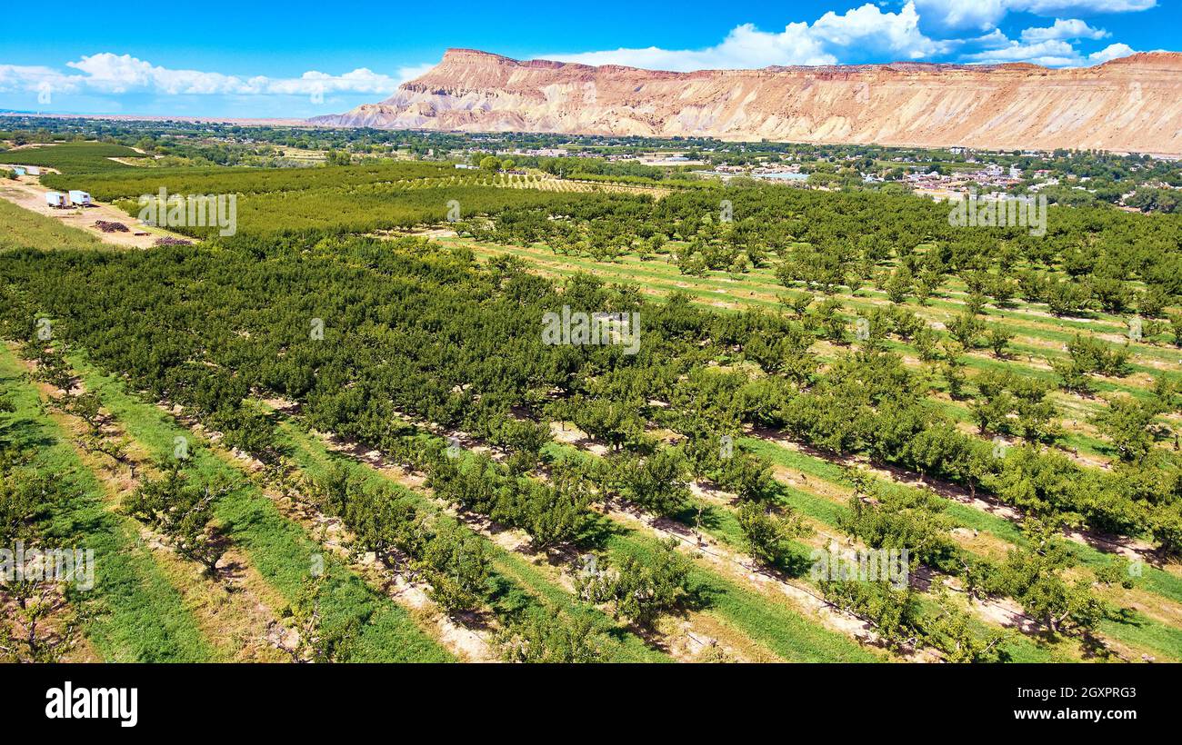 Palisade peach farm in colorado desert Stock Photo Alamy