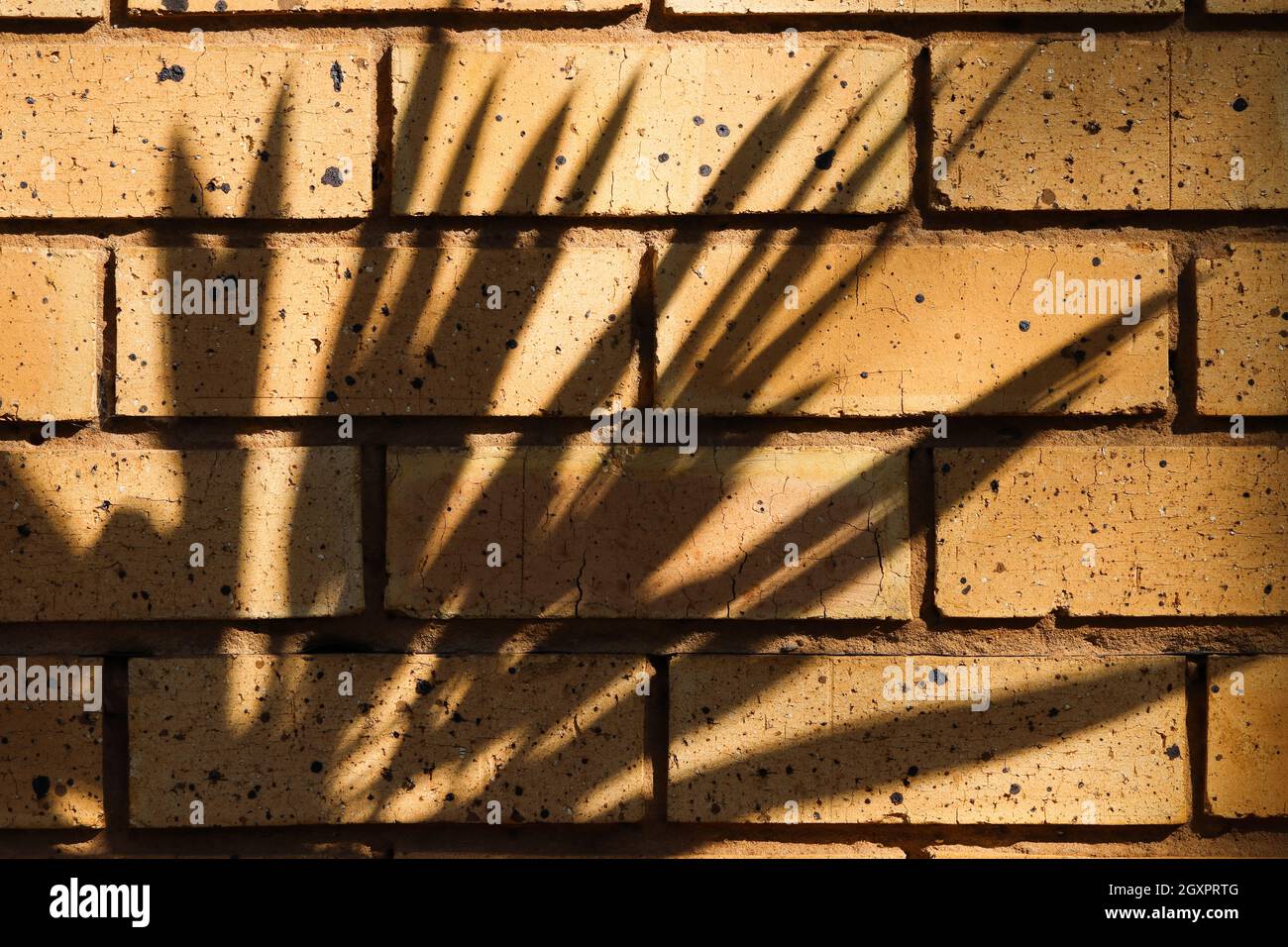 Leaf Shadows On Yellow Brick Wall Face Stock Photo