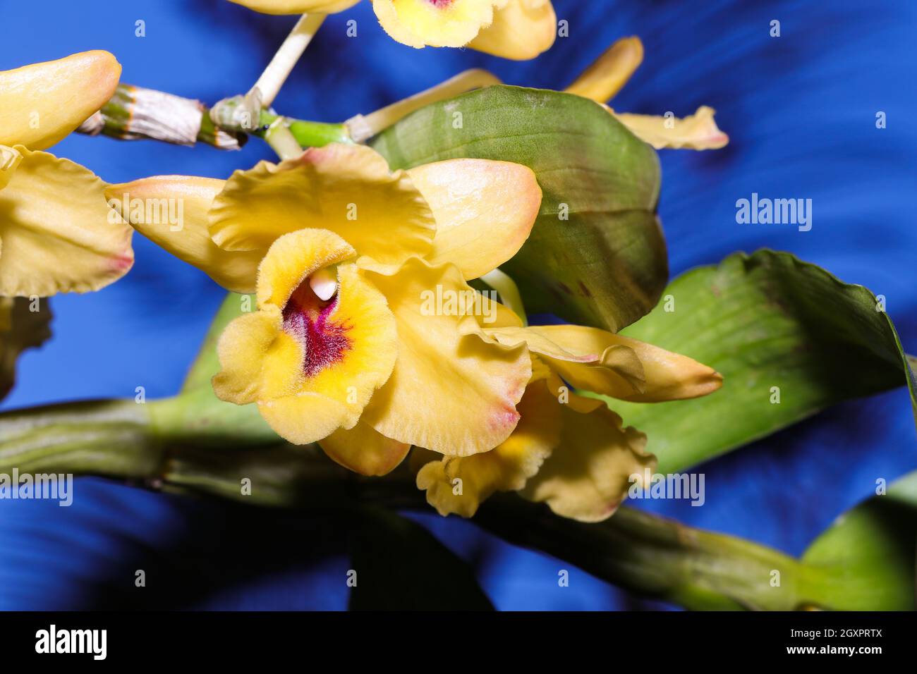 Golden Yellow Flowered Dendrobium Orchid (Dendrobium chrysanthum) Stock Photo