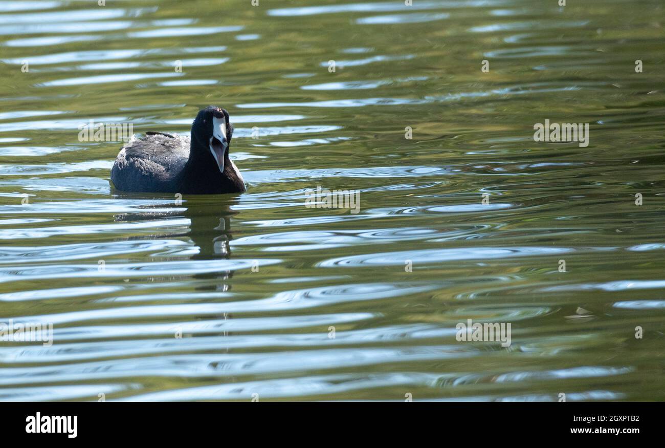 An American coot (Fulica americana) swims in Haskell creek in the Sepulveda Basin Wildlife Reserve in Woodley, California, USA Stock Photo