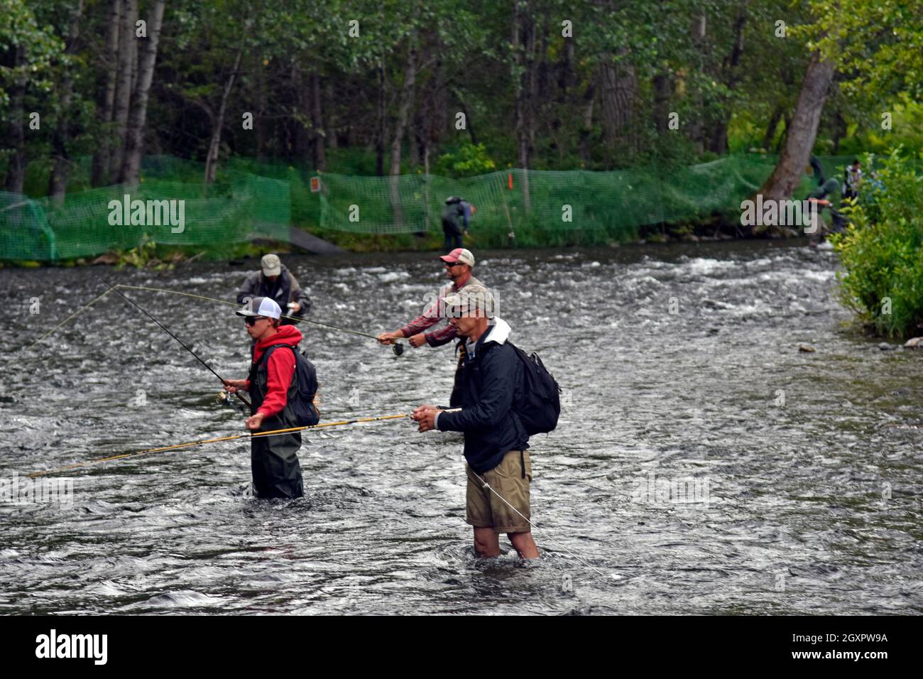 Recreational flyfishing during the sockeye salmon run, Russian River