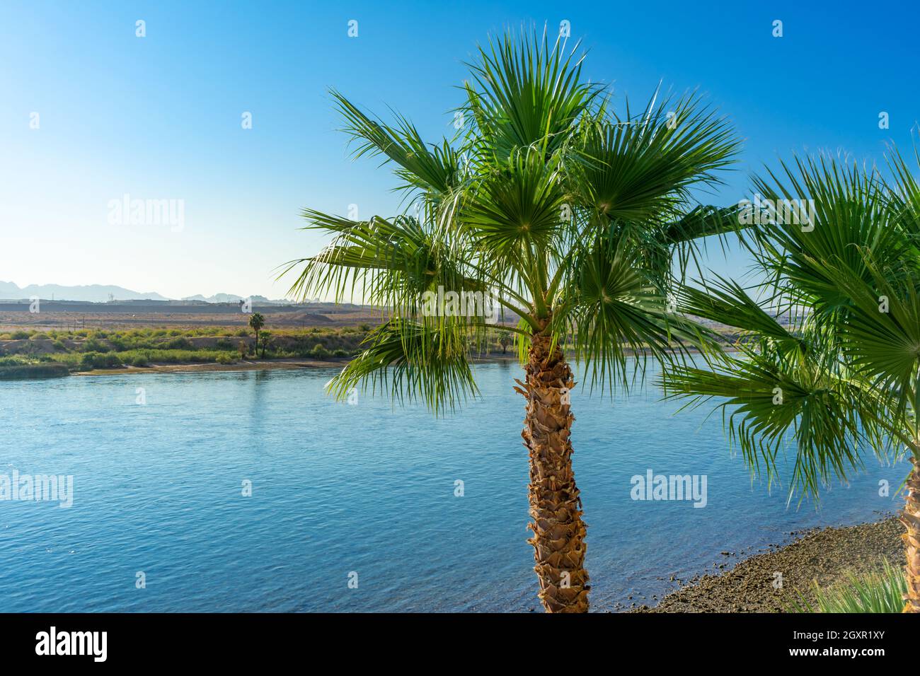 Palm tree at the Colorado River in Laughlin, Nevada Stock Photo